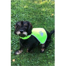 KOIRAN HEIJASTINLIIVI